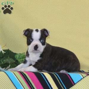 Austin, Boston Terrier Puppy